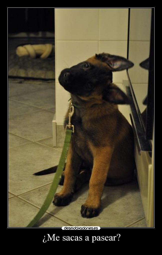 ¿Me sacas a pasear? - 