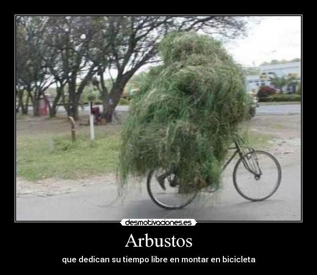 Arbustos - 
