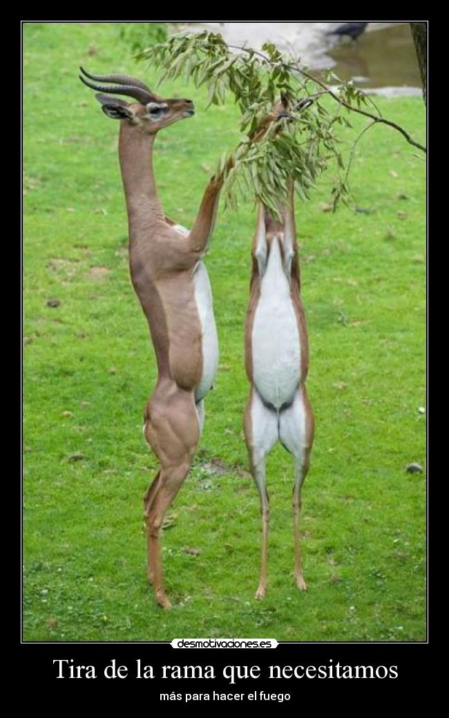 Tira de la rama que necesitamos - 