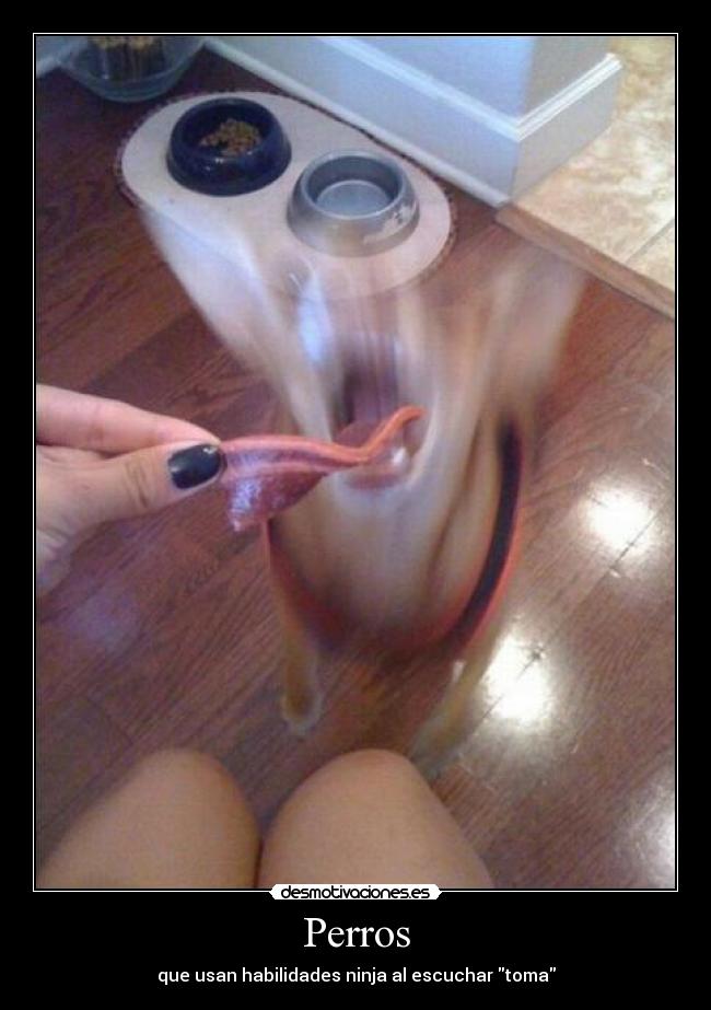 Perros