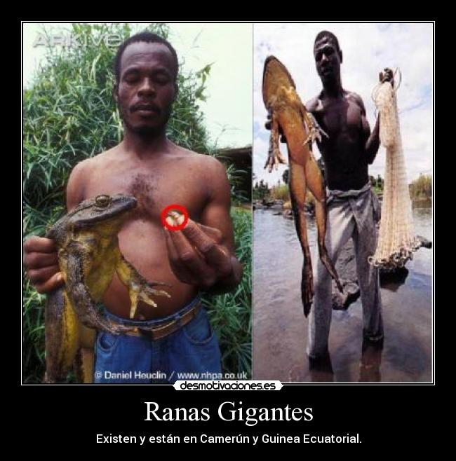 Ranas Gigantes - Existen y están en Camerún y Guinea Ecuatorial.