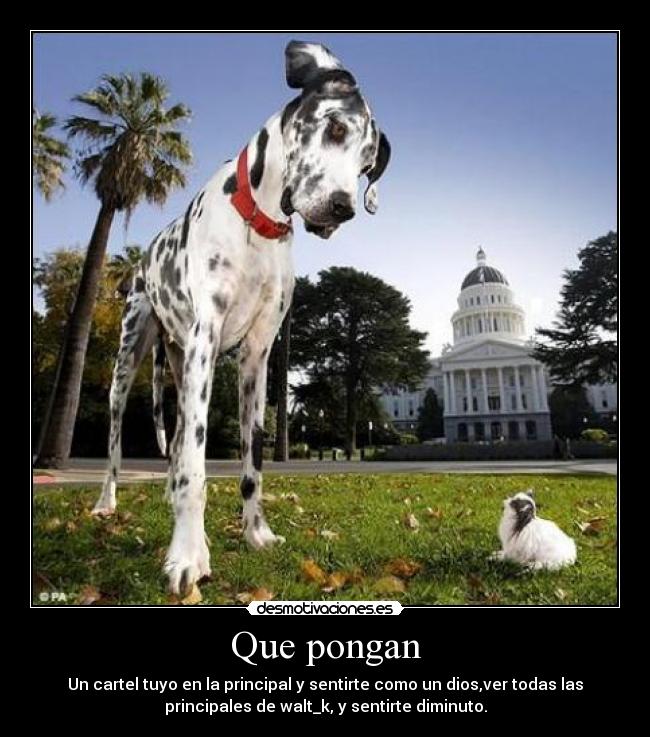 Que pongan - 