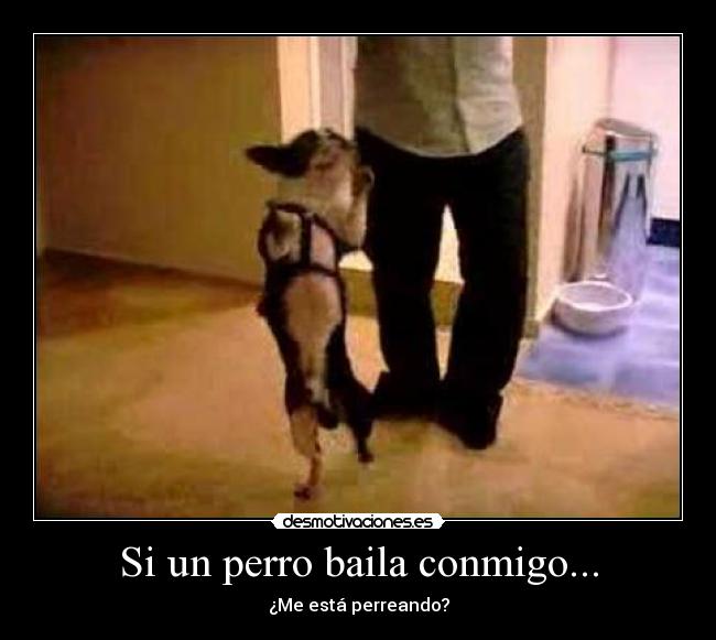 carteles perro baila conmigo perreo seguro desmotivaciones