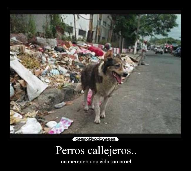 carteles perros callejeros desmotivaciones