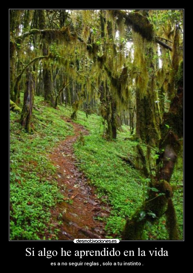 carteles vida algo aprendido vida desmotivaciones