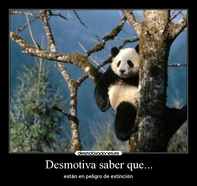 carteles animales desmotivaciones panda oso arbl naturaleza desmotivaciones