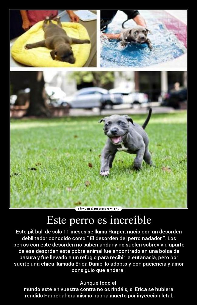 Este perro es increíble - 