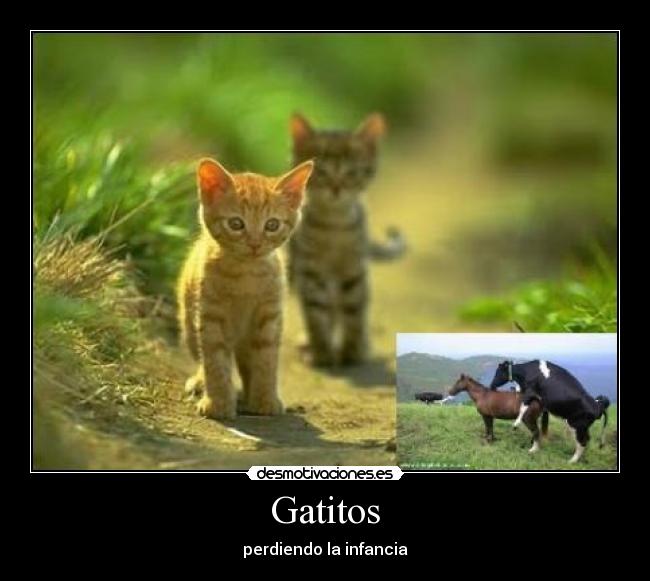 Gatitos -