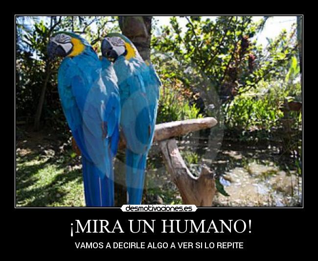 ¡MIRA UN HUMANO! -