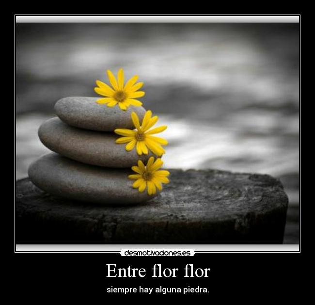 Entre flor flor - siempre hay alguna piedra.