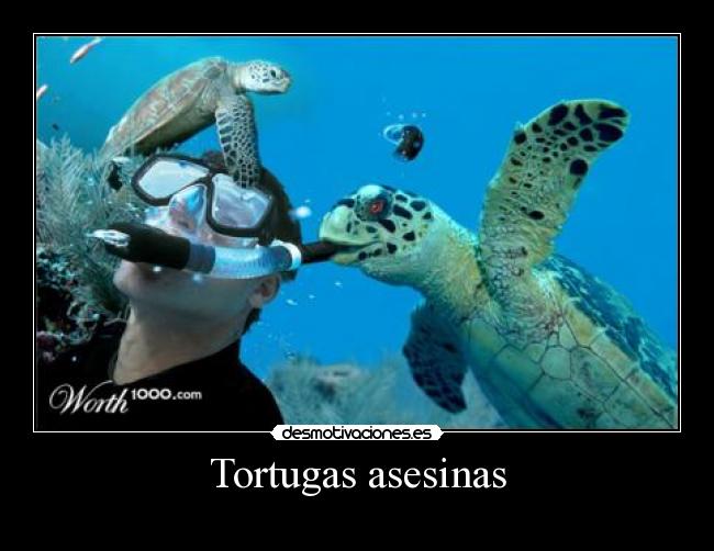 carteles tortuga samurai desmotivaciones