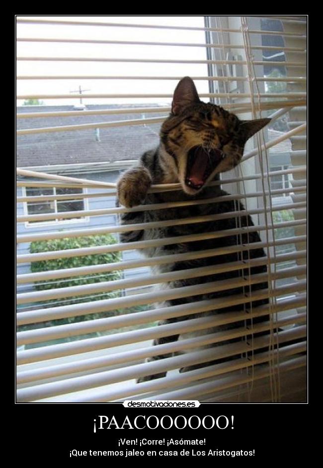 ¡PAACOOOOOO! -
