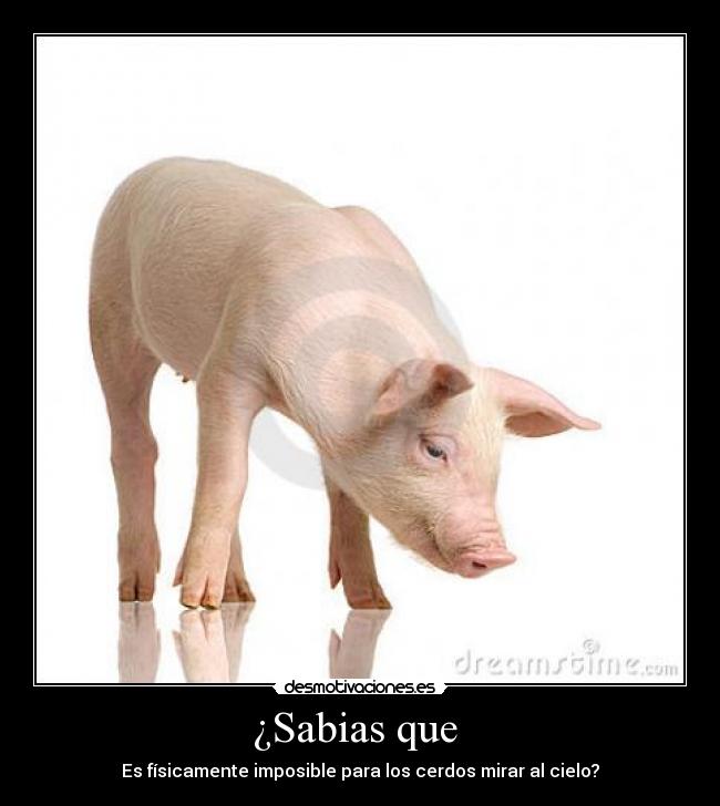 ¿Sabias que - Es físicamente imposible para los cerdos mirar al cielo?