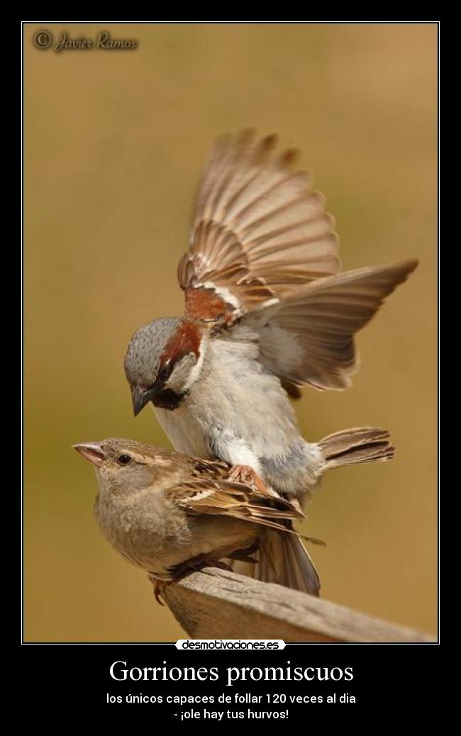 Gorriones promiscuos - los únicos capaces de follar 120 veces al dia
- ¡ole hay tus hurvos!