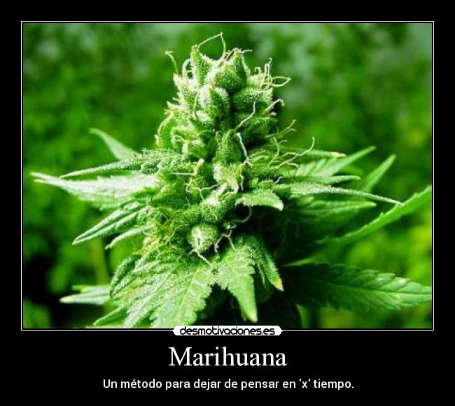 Marihuana - 