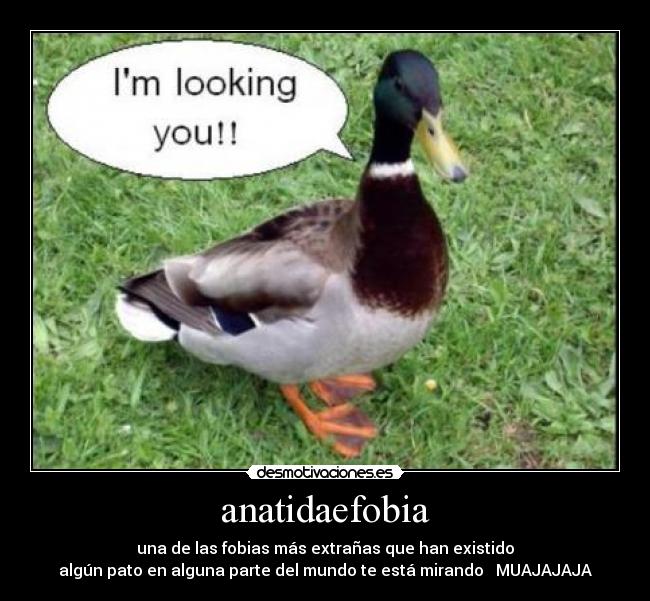 anatidaefobia - una de las fobias más extrañas que han existido
algún pato en alguna parte del mundo te está mirando MUAJAJAJA
