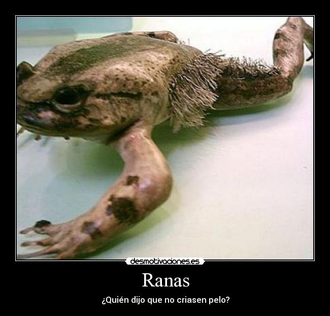 Ranas - ¿Quién dijo que no criasen pelo?