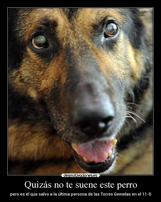 Quizás no te suene este perro -