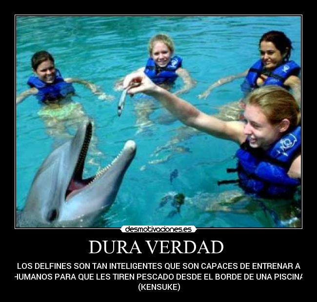 DURA VERDAD - LOS DELFINES SON TAN INTELIGENTES QUE SON CAPACES DE ENTRENAR A
HUMANOS PARA QUE LES TIREN PESCADO DESDE EL BORDE DE UNA PISCINA
(KENSUKE)