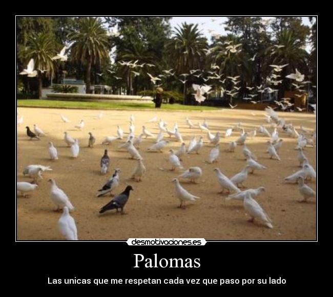 Palomas -