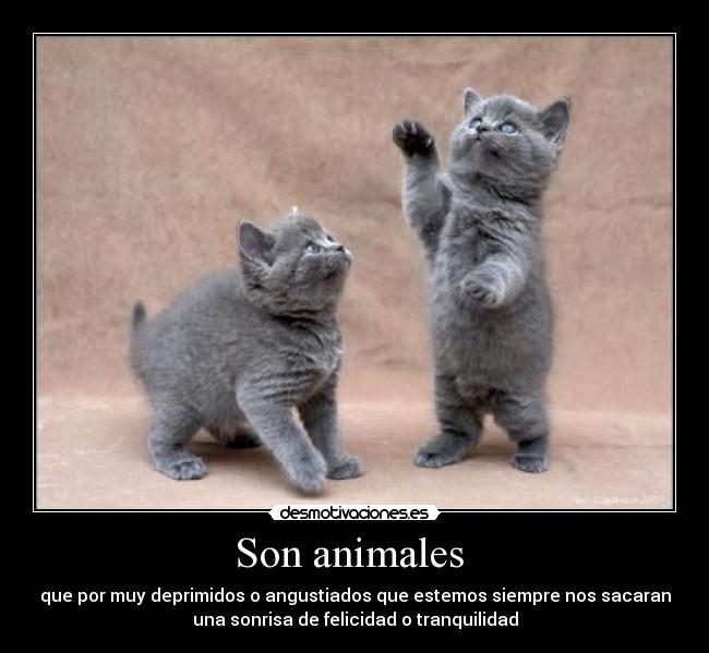Son animales  - que por muy deprimidos o angustiados que estemos siempre nos sacaran
una sonrisa de felicidad o tranquilidad