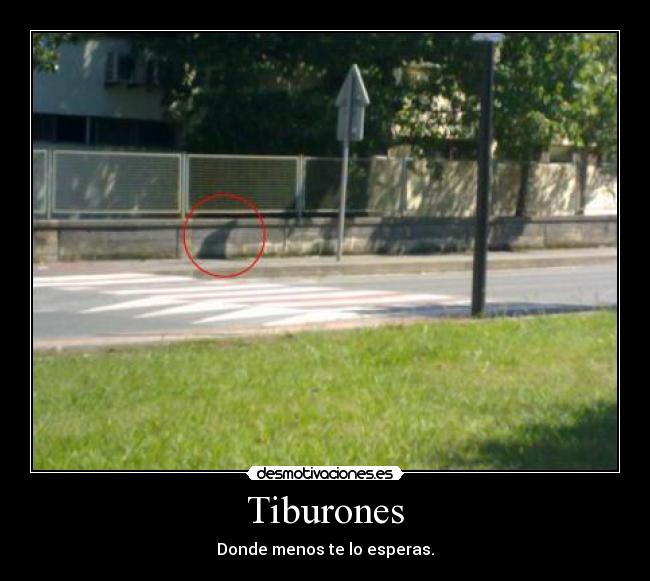 Tiburones - 