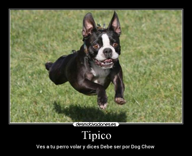 Tipico - Ves a tu perro volar y dices Debe ser por Dog Chow 