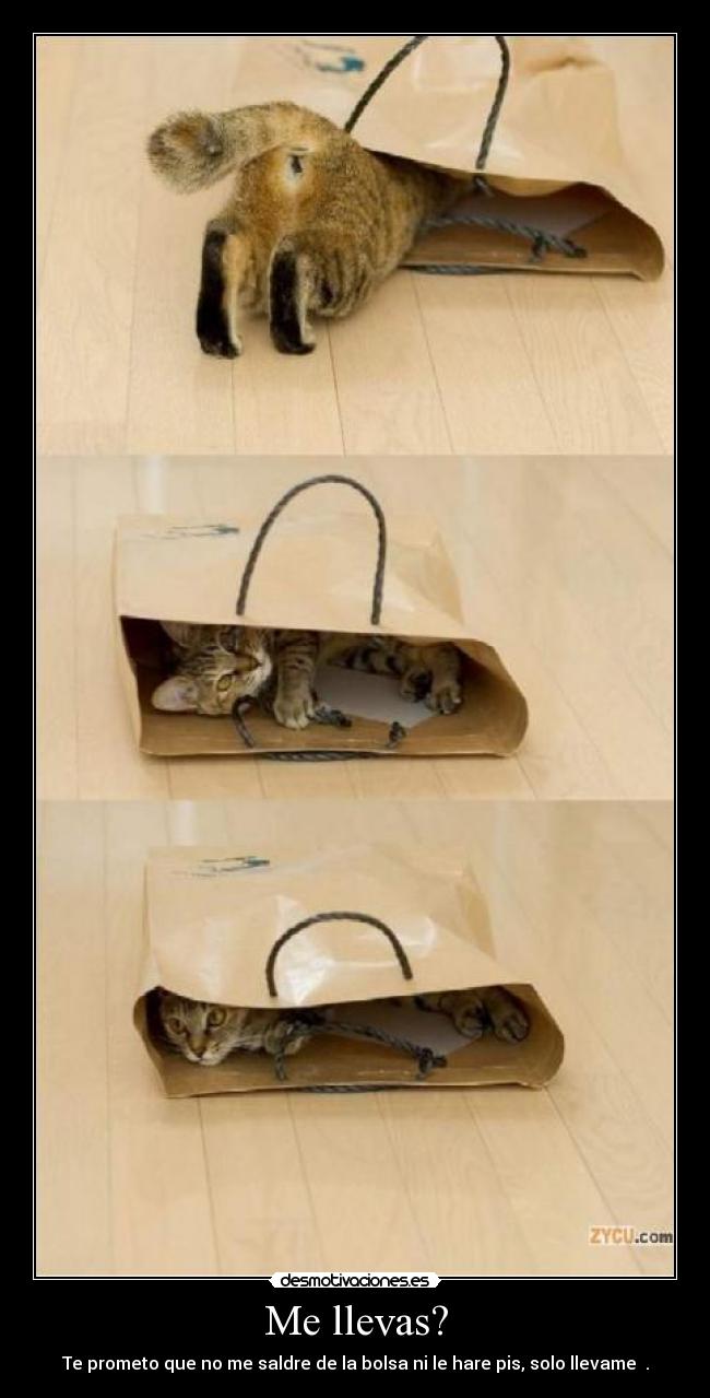 Me llevas? - Te prometo que no me saldre de la bolsa ni le hare pis, solo llevame ♥.