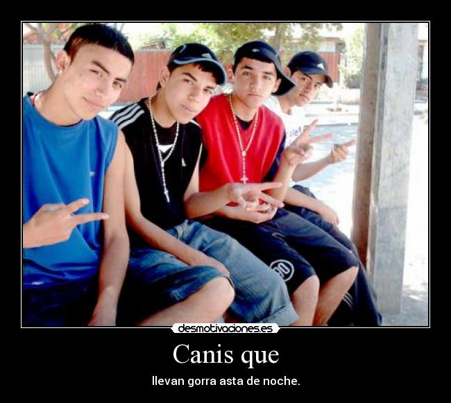 Canis que -
