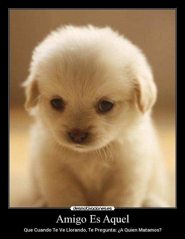 carteles verdaderos amigos que valen pena desmotivaciones