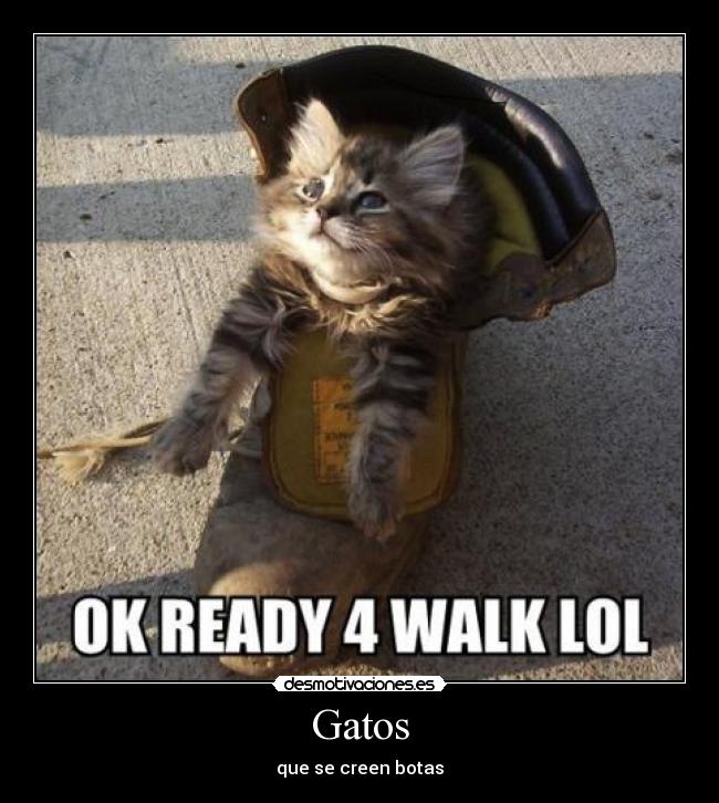 Gatos - que se creen botas