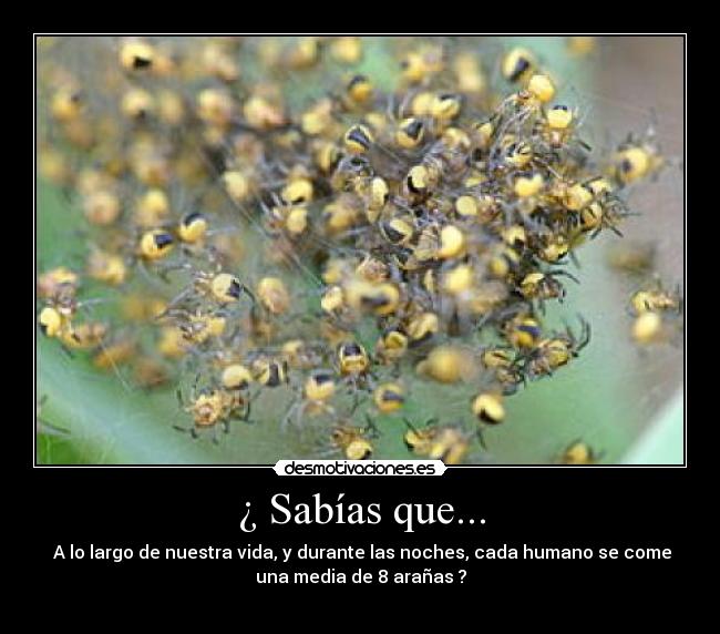 ¿ Sabías que... - 