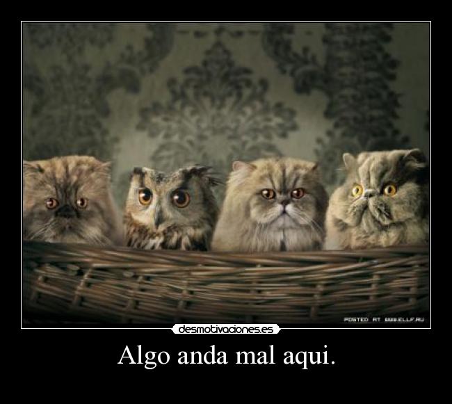 Algo anda mal aqui. -