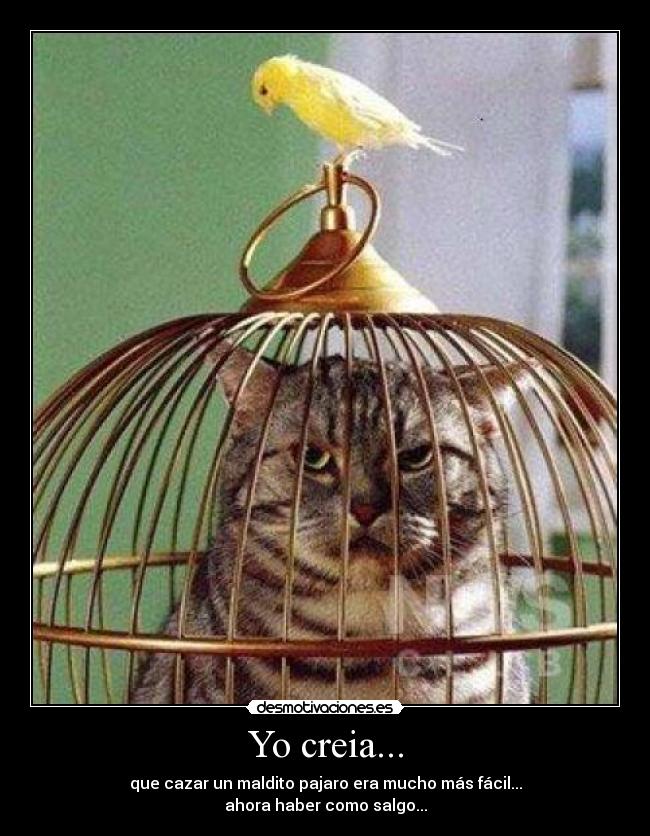 Yo creia... - que cazar un maldito pajaro era mucho más fácil...
ahora haber como salgo...