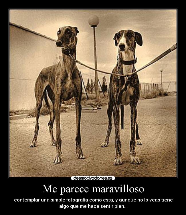 Me parece maravilloso - contemplar una simple fotografía como esta, y aunque no lo veas tiene
algo que me hace sentir bien...