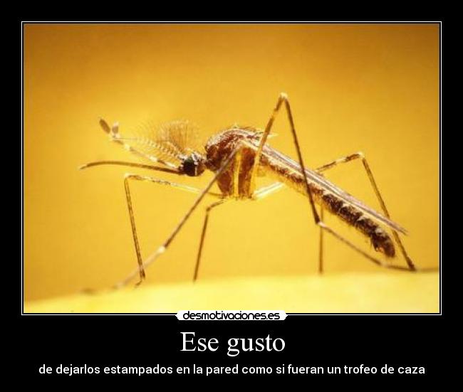 carteles mosquito desmotivaciones