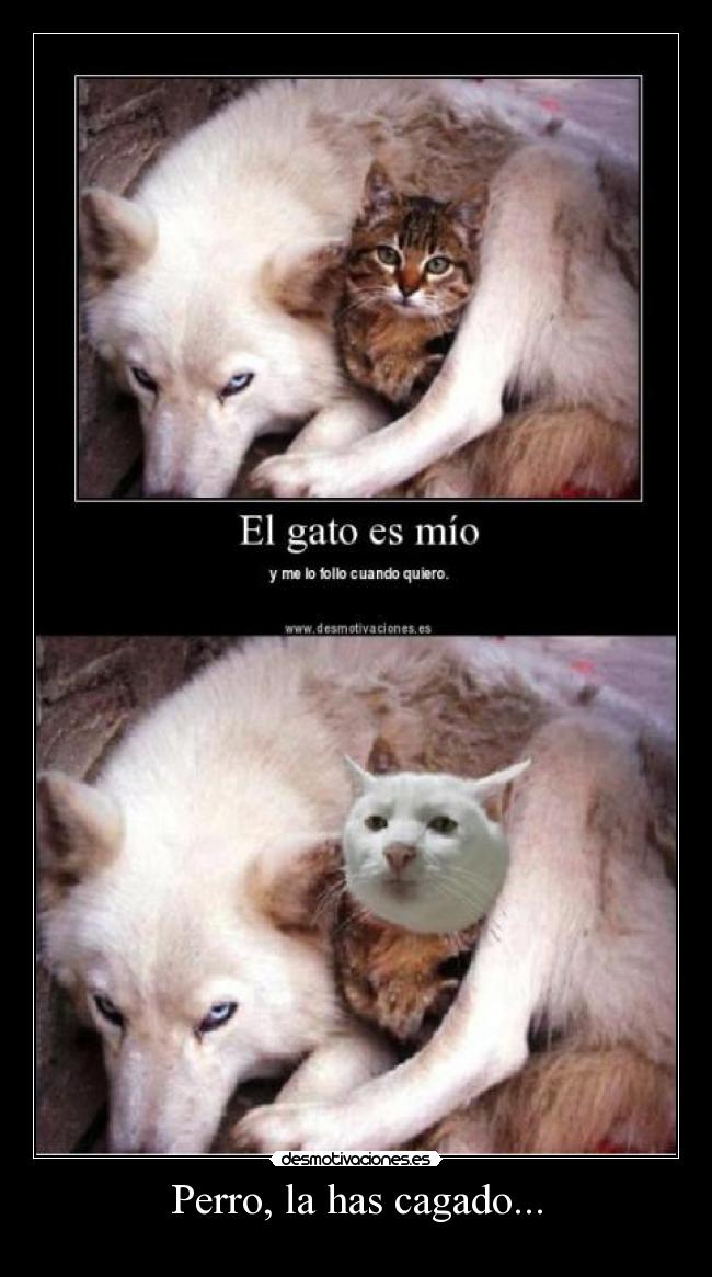 Perro, la has cagado... - 