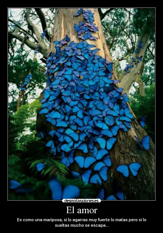 El amor - Es como una mariposa, si lo agarras muy fuerte lo matas pero si lo
sueltas mucho se escapa...