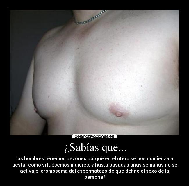 ¿Sabías que... - los hombres tenemos pezones porque en el útero se nos comienza a
gestar como si fuésemos mujeres, y hasta pasadas unas semanas no se
activa el cromosoma del espermatozoide que define el sexo de la
persona?