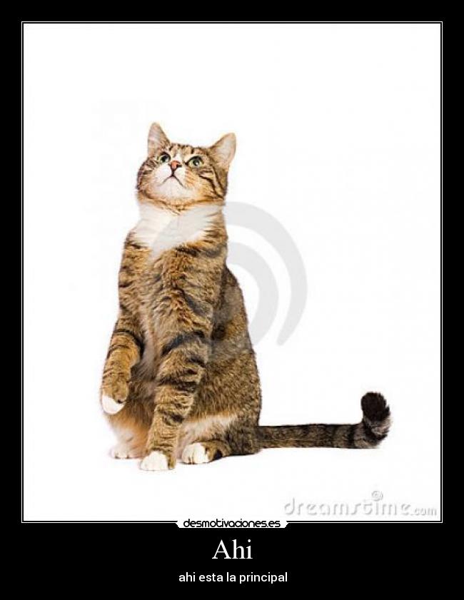 Ahi - ahi esta la principal