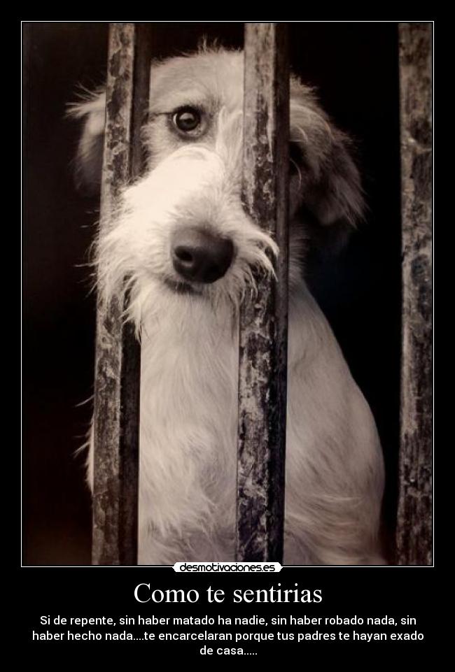 Como te sentirias - Si de repente, sin haber matado ha nadie, sin haber robado nada, sin
haber hecho nada....te encarcelaran porque tus padres te hayan exado
de casa.....