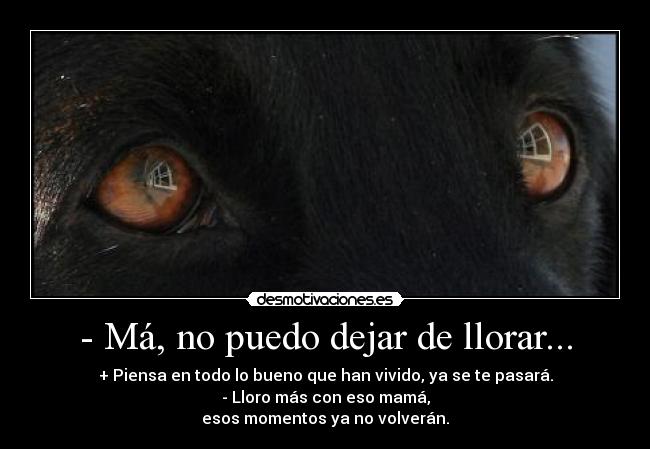 carteles llorar bulma272 ama que da abrazos sultan forodesm obvio que puse con acento e-e desmotivaciones