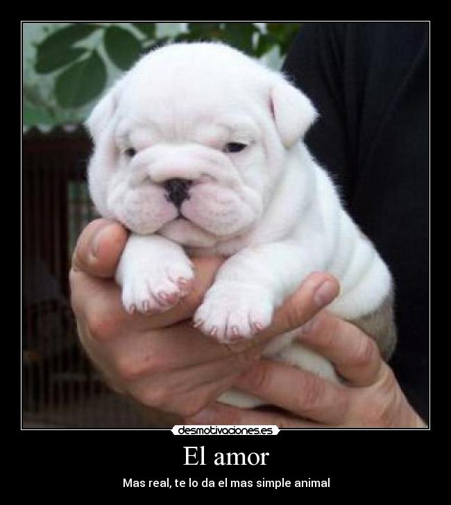 El amor -