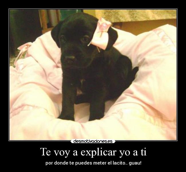 Te voy a explicar yo a ti - por donde te puedes meter el lacito.. guau!