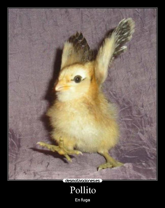 Pollito -