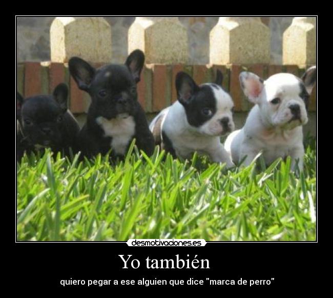 Yo también - quiero pegar a ese alguien que dice marca de perro