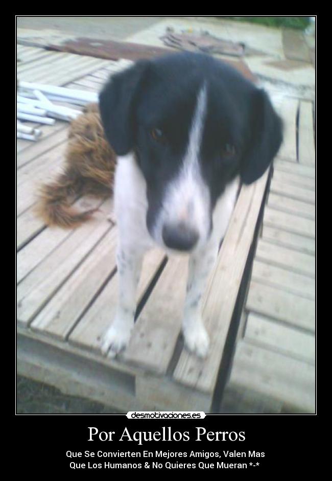 Por Aquellos Perros - Que Se Convierten En Mejores Amigos, Valen Mas
Que Los Humanos & No Quieres Que Mueran *-*