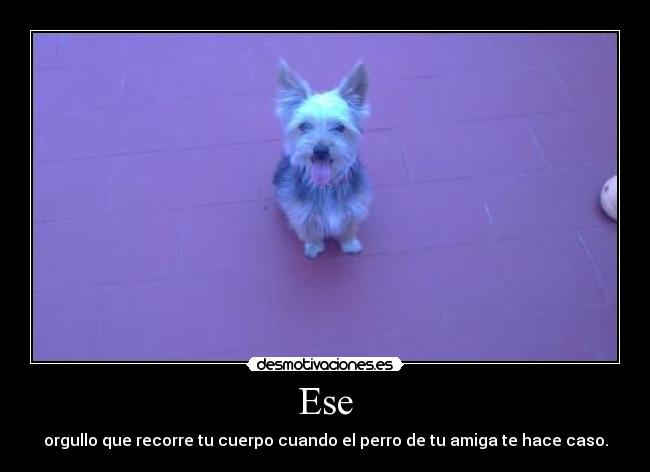 carteles foto desde movil jajaj desmotivaciones