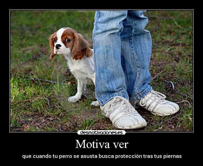 Motiva ver - que cuando tu perro se asusta busca protección tras tus piernas