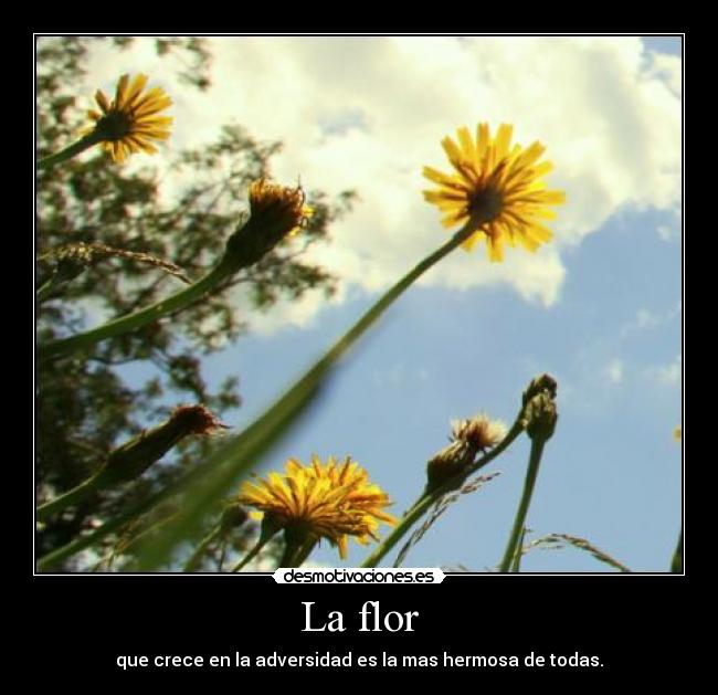La flor - que crece en la adversidad es la mas hermosa de todas.